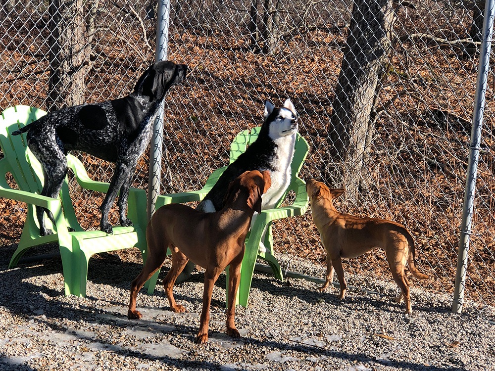 dog sitting