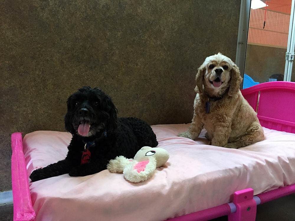 dog boarding