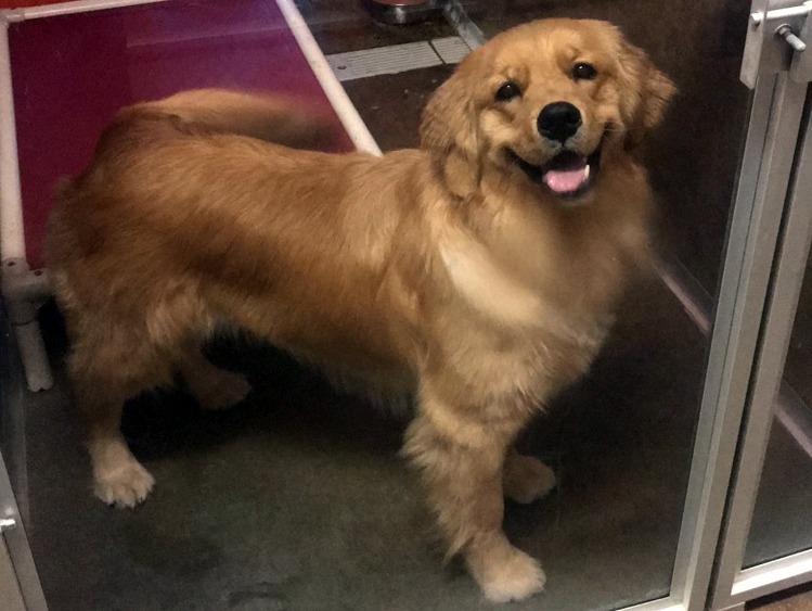 dog boarding